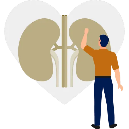 O médico está verificando infecção renal  Ilustração