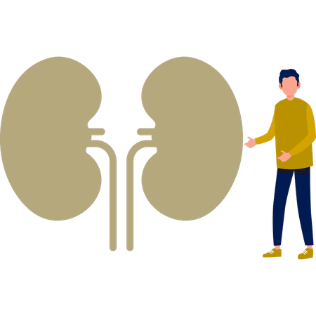 O menino está mostrando o sistema urinário  Ilustração