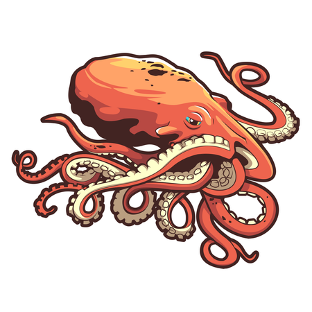 Octopus  Illustration