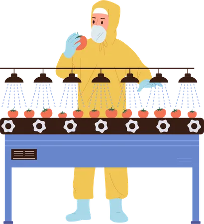 Fresh Tomato Harvest Washing At Conveyor Belt Transportation Line Isolated On White Man Worker Controlling Vegetable Processing And Manufacturing At Modern Plant Equipment Vector Illustration イラスト