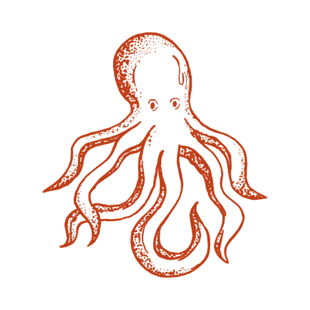 Oktopus  Illustration