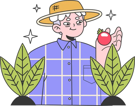 Old man plucks tomatoes from garden  Illustration