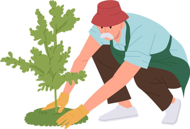 Old senior male gardener wearing rubber gloves planting tree sapling in soil hole  Illustration