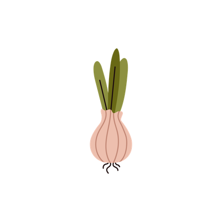 Onion vegetable  Illustration
