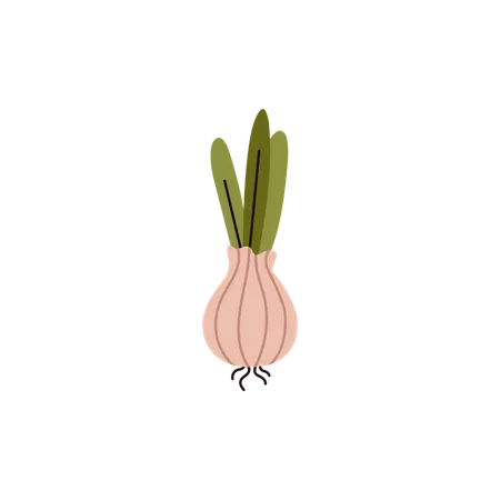 Onion Vegetable Flat Style Vector Illustration Isolated On White Background Decorative Design Element Organic Food Product Natural Cultivated Plant With Roots Culinary Illustration