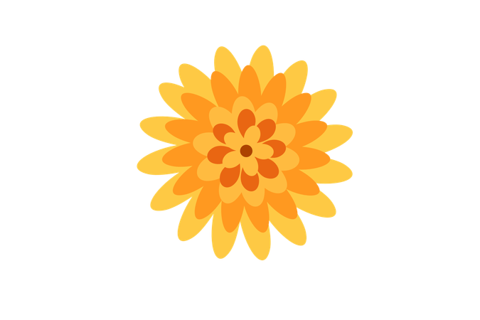 Orangefarbene Chrysanthemenblume  Illustration