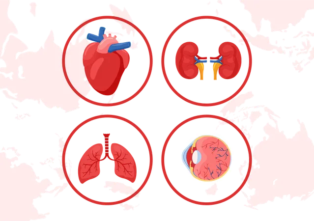 National Organ Donor Day Vector Illustration On 14 February With Kidneys Heart Lungs Or Liver For Transplantation And Healthcare In Flat Background Illustration