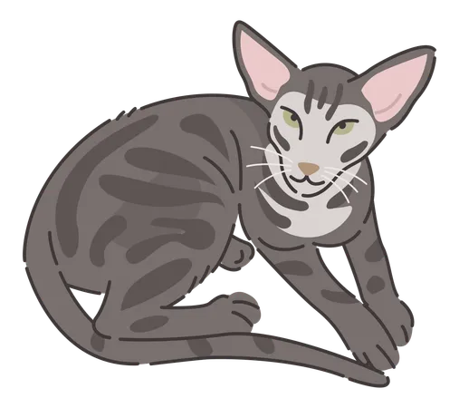 Oriental cat cat  Illustration