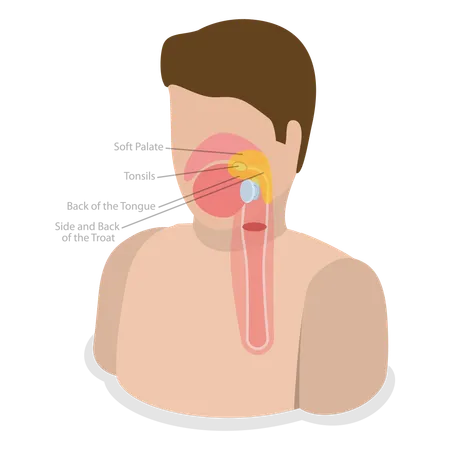 Oropharynx and Educational Schema  Illustration