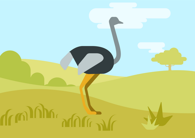 Ostrich Illustration