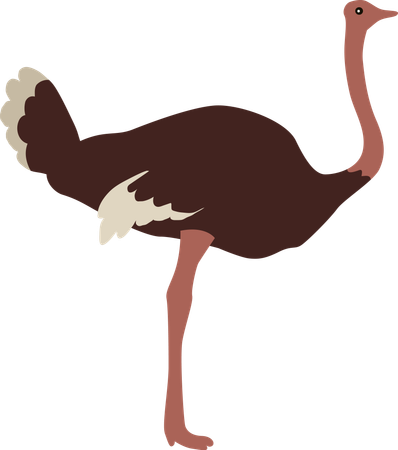 Ostrich  Illustration