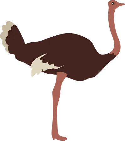 Ostrich  Illustration