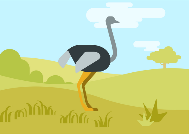 Ostrich  Illustration