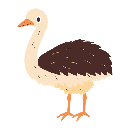 Ostrich  Illustration