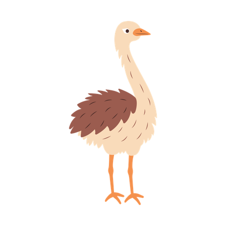 Ostrich  Illustration