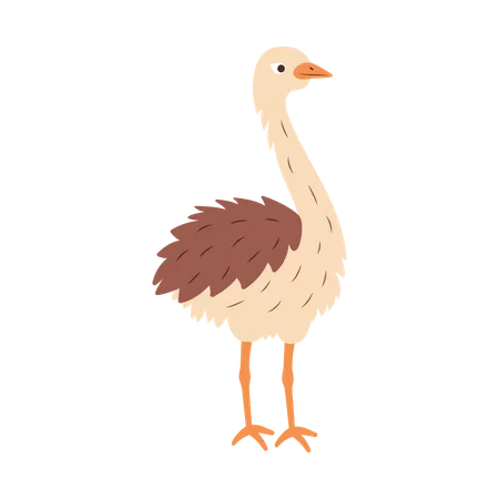 Ostrich  Illustration