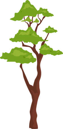 Outdoor bonsai plant  Illustration