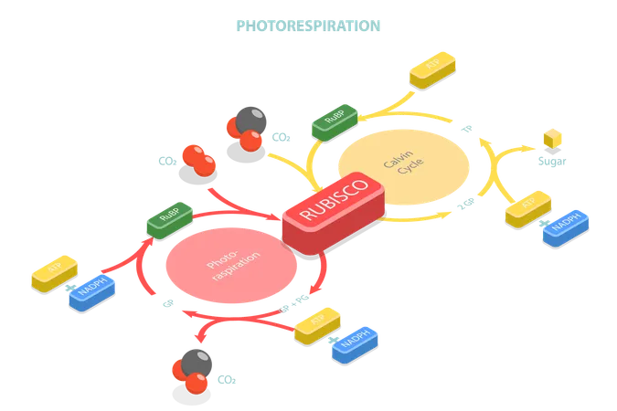 3 D Isometric Flat Vector Conceptual Illustration Of Photorespiration Oxidative Photosynthetic Carbon Cycle Illustration