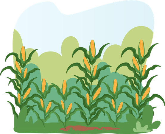 Paisaje de campo de maíz  Ilustración