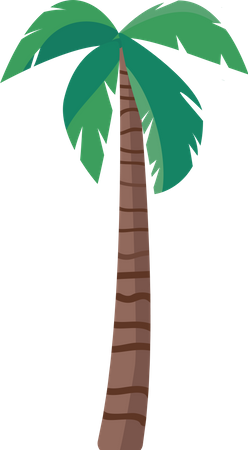 Palm tree  Illustration