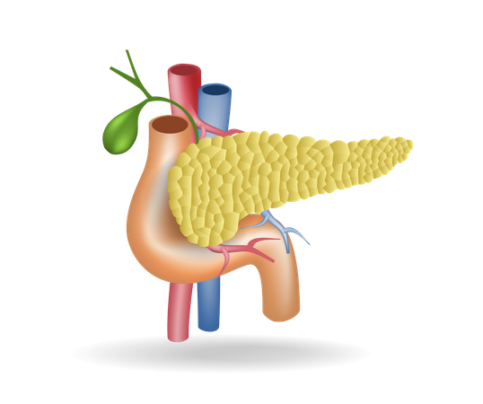 Pancreas  Illustration