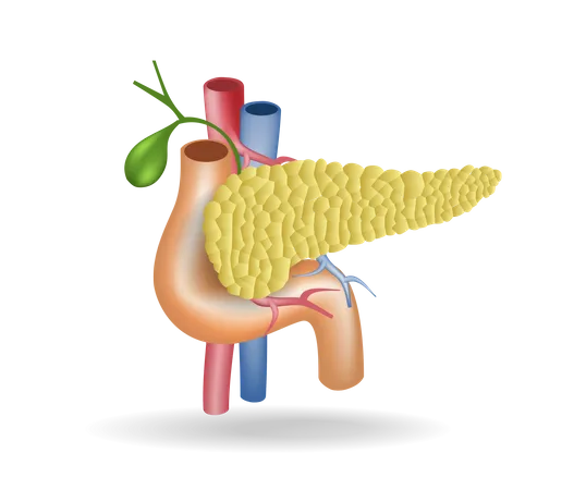 Pancreas  Illustration