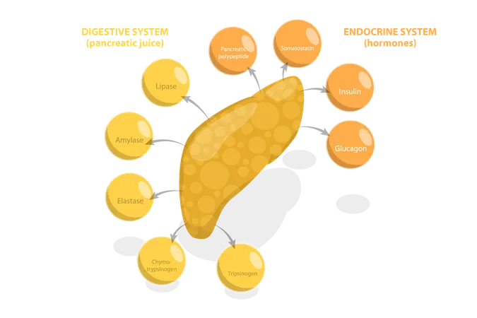 Pancreas Function  Illustration