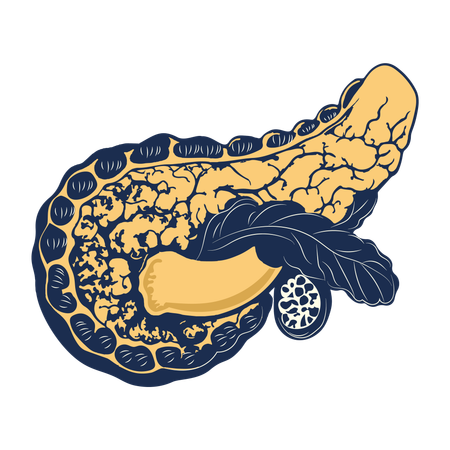 Pancreas  Illustration