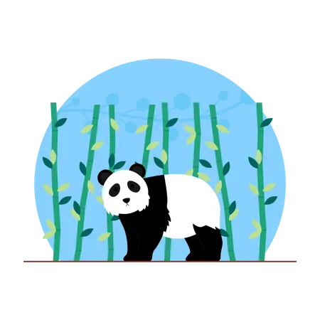 Panda  Illustration