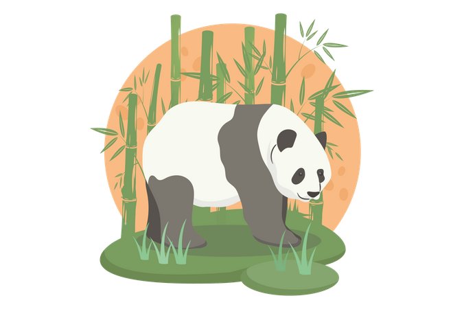 Panda  Illustration