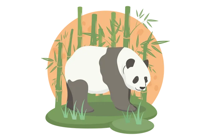 Panda  Illustration