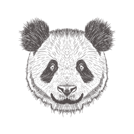 Panda  Illustration