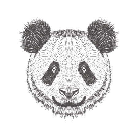 Panda  Illustration