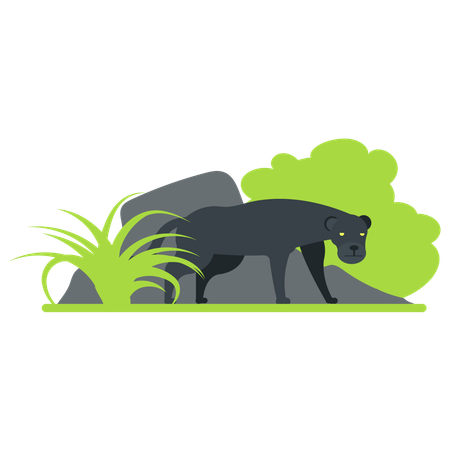 Panther at zoo  Illustration