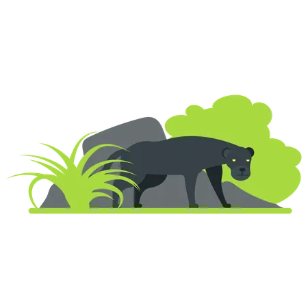 Panther at zoo  Illustration