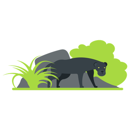 Panther at zoo  Illustration