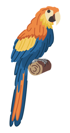 Papagaio  Ilustração