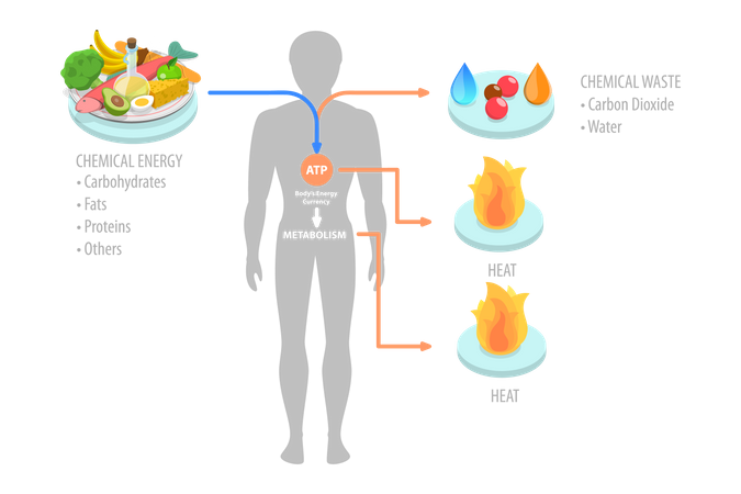 Papel del ATP en el metabolismo  Ilustración