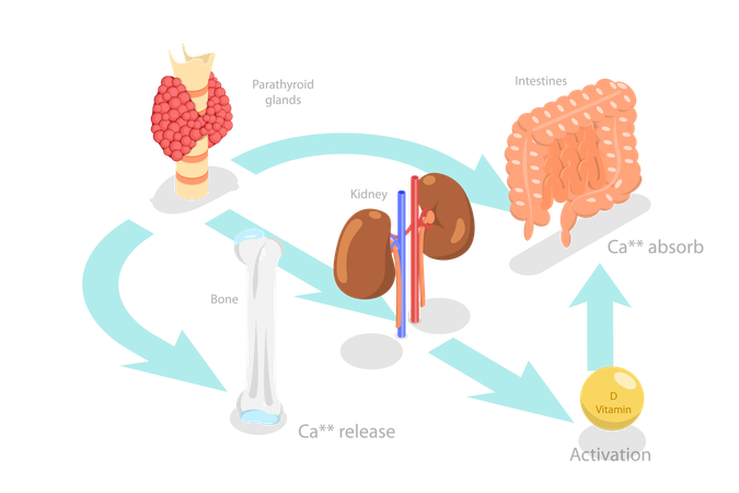 Parathyroid Hormone And Calcium Metabolism  Illustration
