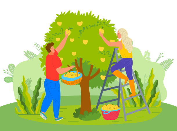 La pareja está arrancando frutos del árbol  Ilustración