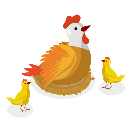 Parent rooster sits on and and give them warmth  イラスト