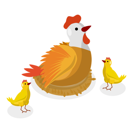 Parent rooster sits on and and give them warmth  Illustration