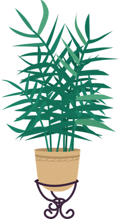 Parlor palm in pot  Illustration