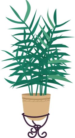 Parlor palm in pot  Illustration
