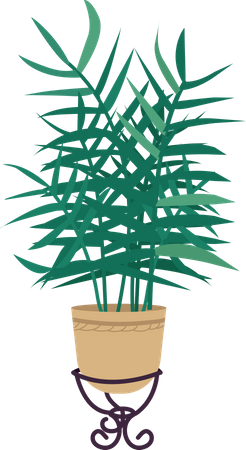 Parlor palm in pot  Illustration