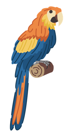 Parrot  Illustration