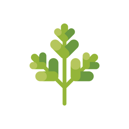 Parsley leaf  Illustration