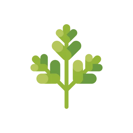 Parsley leaf  Illustration