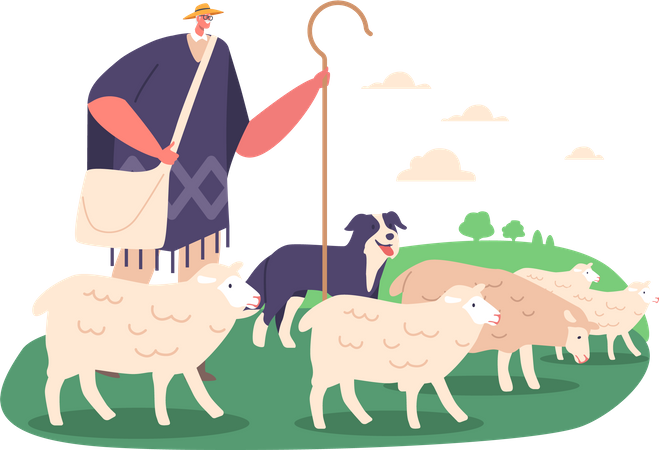 Pastor macho y perro pastoreando ovejas usando comandos vocales y señales físicas  Ilustración