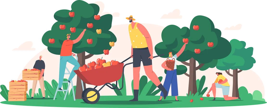 People harvesting fresh apples from the farm Illustration